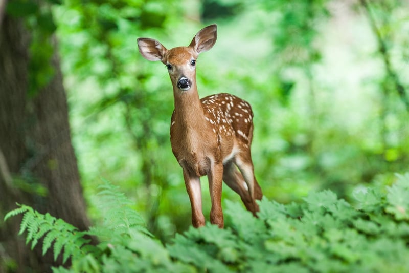 Sustainability Initiatives